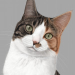 Cat digital portrait