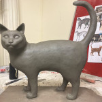 Shorthair Cat